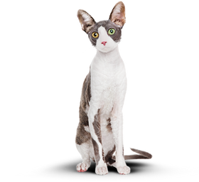 Кот после приема функционального питания